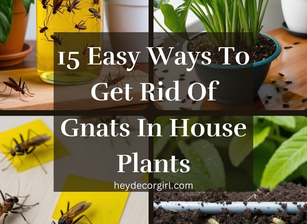 Get Rid Of Gnats In House Plants