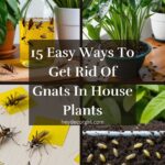 Get Rid Of Gnats In House Plants