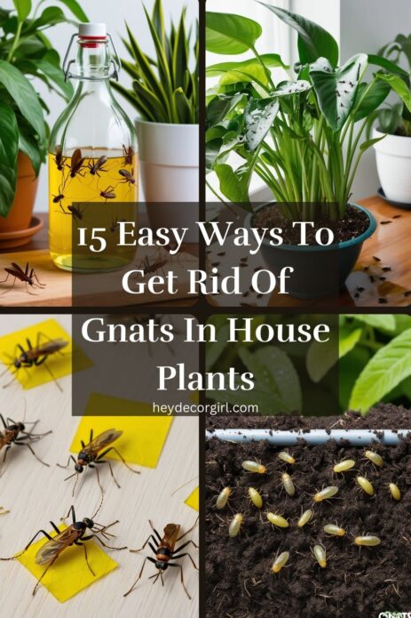 Get Rid Of Gnats In House Plants