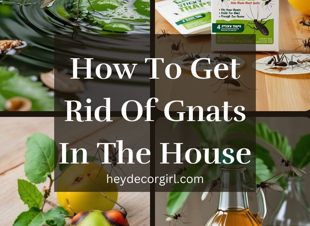 How To Get Rid Of Gnats In The House