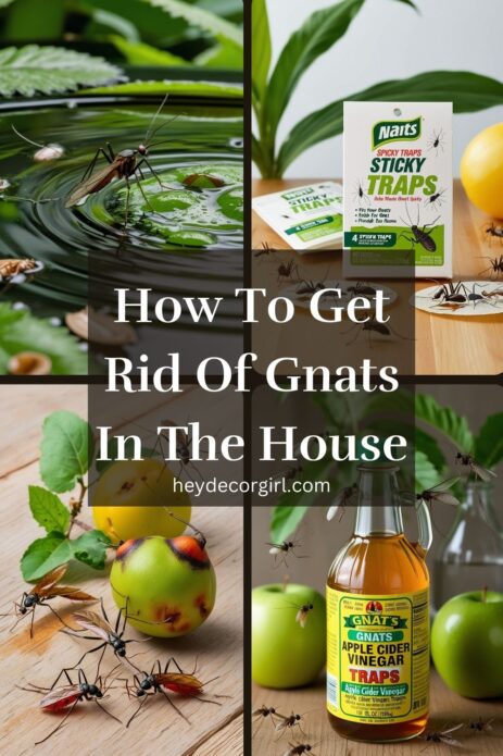 How To Get Rid Of Gnats In The House