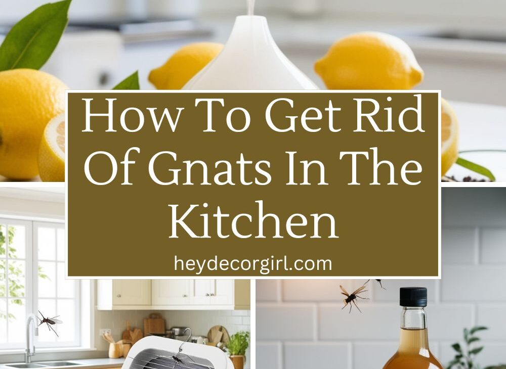 How To Get Rid Of Gnats In The Kitchen