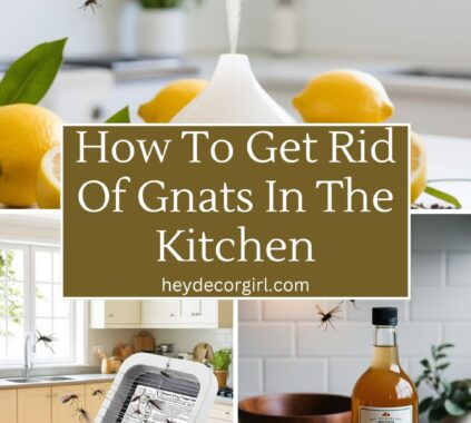 How To Get Rid Of Gnats In The Kitchen