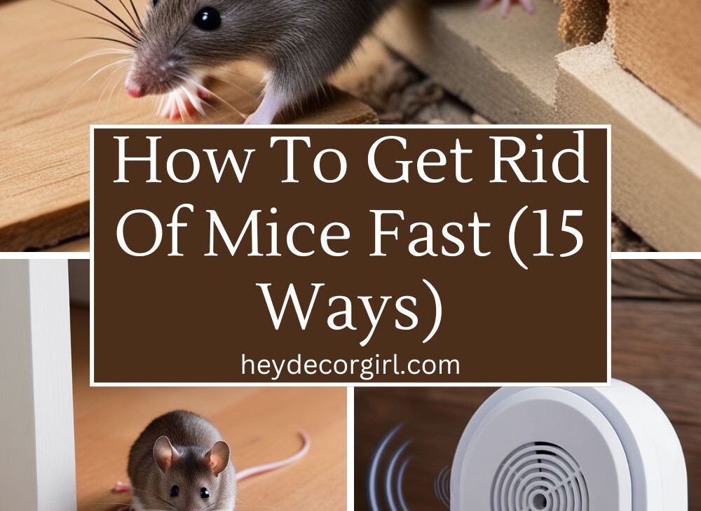 How To Get Rid Of Mice Fast