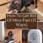 How To Get Rid Of Mice Fast