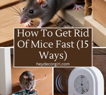 How To Get Rid Of Mice Fast