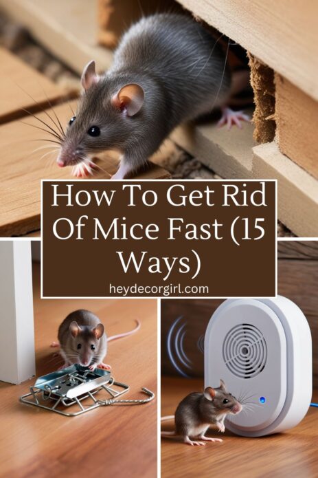 How To Get Rid Of Mice Fast