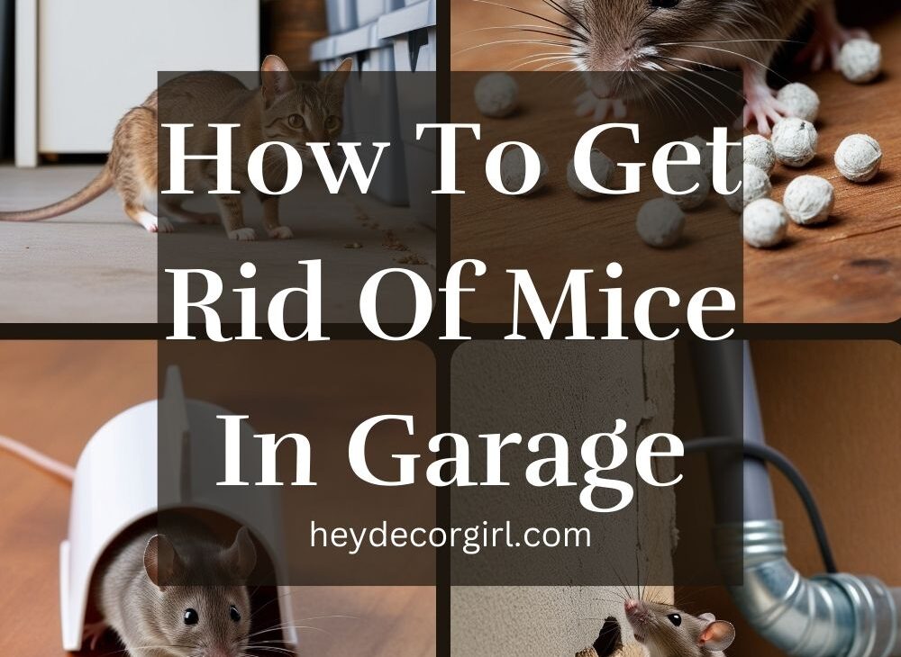 How To Get Rid Of Mice In Garage