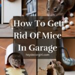 How To Get Rid Of Mice In Garage