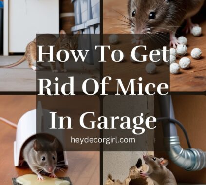 How To Get Rid Of Mice In Garage