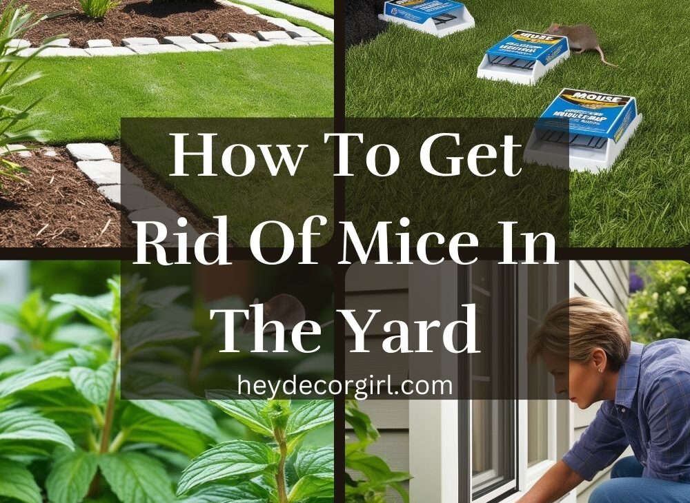 How To Get Rid Of Mice In The Yard