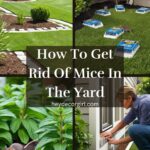 How To Get Rid Of Mice In The Yard