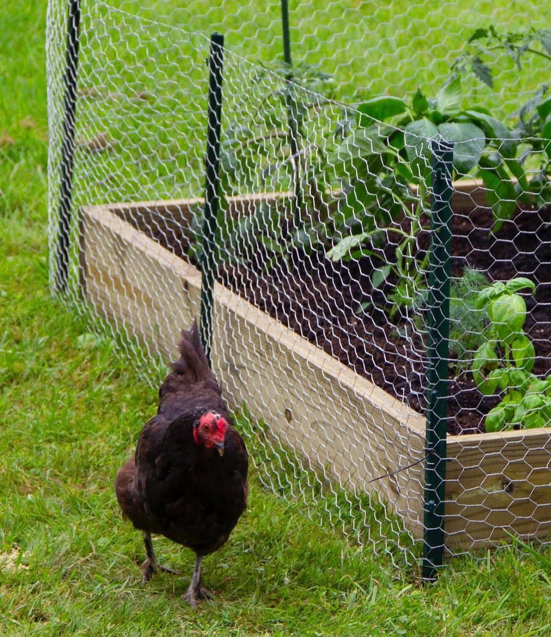 Chicken Wire Garden Fence