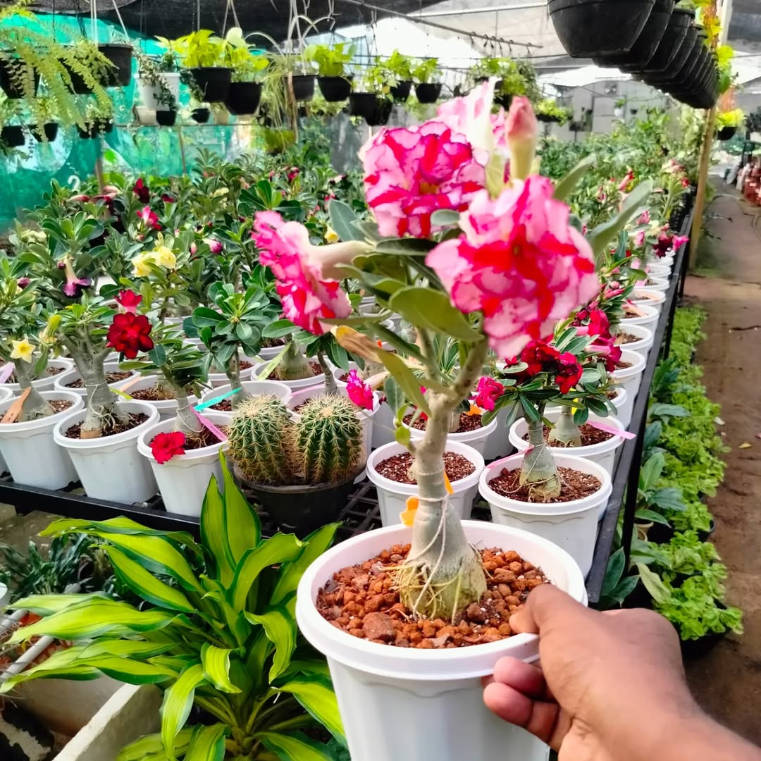 Garden Plants