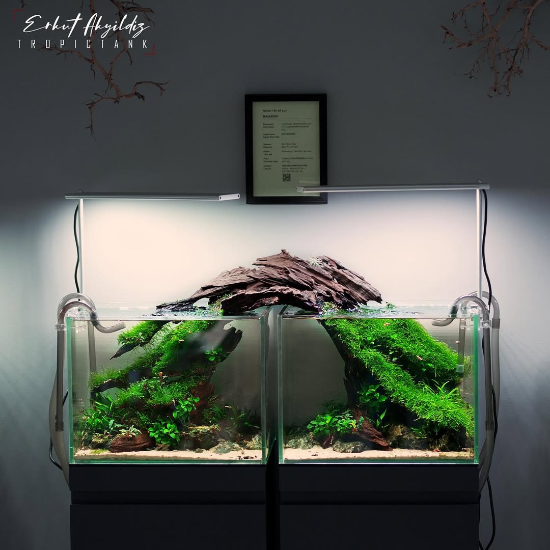 Fish Tank Decorations