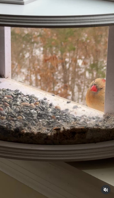 Balcony Bird Feeder Ideas